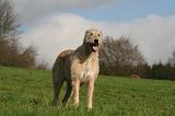 IRISH WOLFHOUND 366